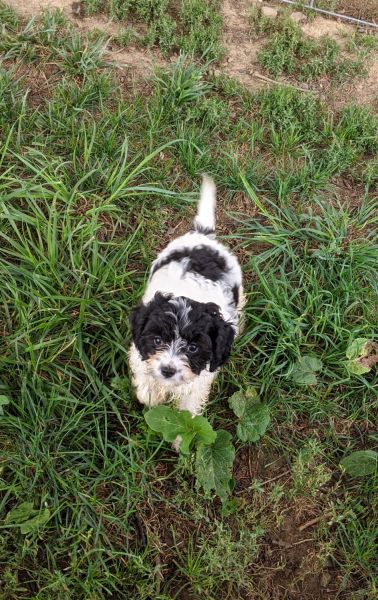 Adorable CavaPoo Puppies
