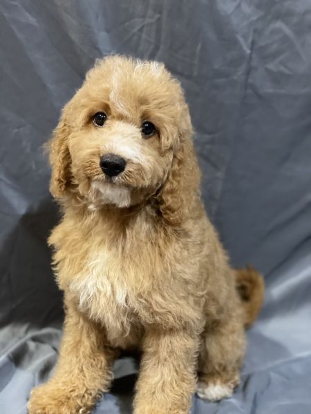 Male cavapoo’s