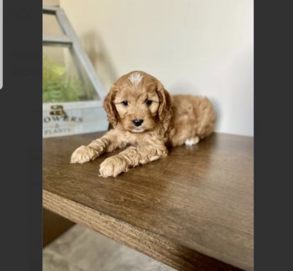 male Cavapoo puppy
