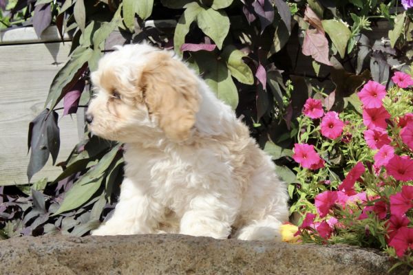 Puppies for Sale in Ohio