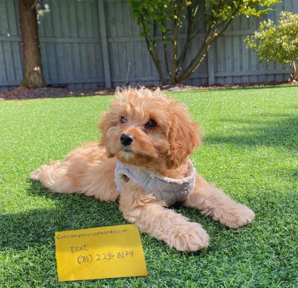 Cavapoo Puppies Available