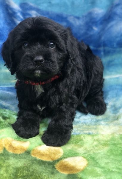 Gorgeous Cavapoo puppy
