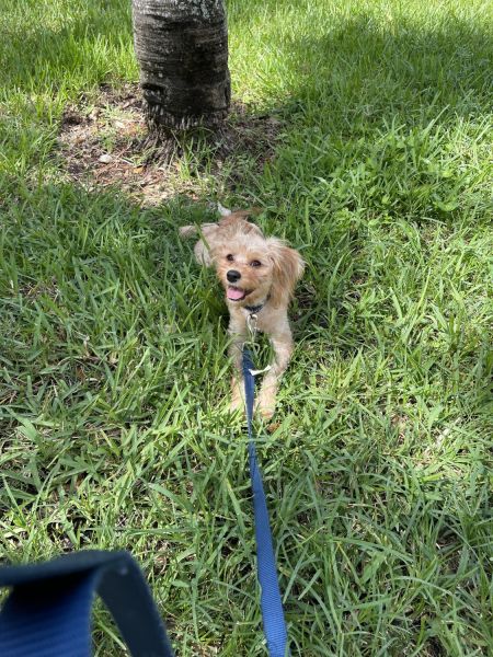 Friendly sweet puppy
