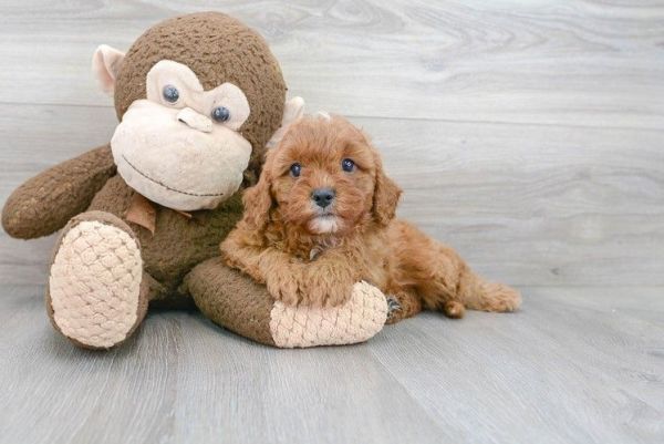 Cavapoo Puppies ready now