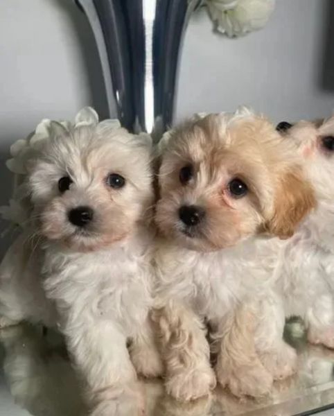 Outstanding Cavapoo puppies