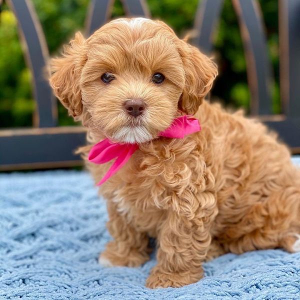 Cavapoo Puppies Ready Now