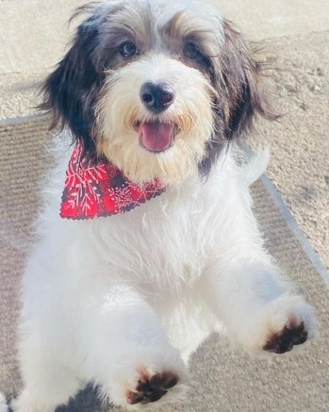 Cavapoos in Lambertville, MI