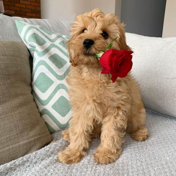 cavapoo pups for Christmas