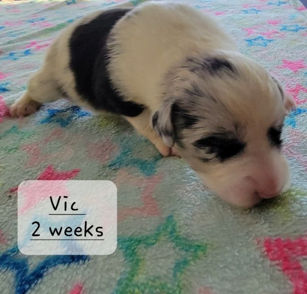 Purebred Australian Shepard