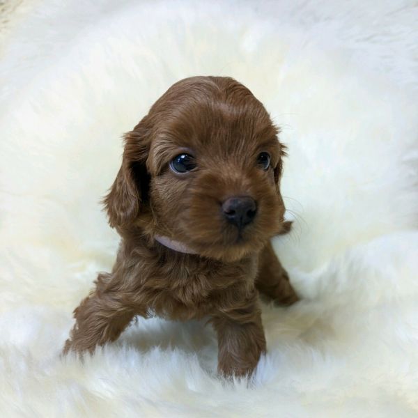 Stunning Cavapoo puppies available