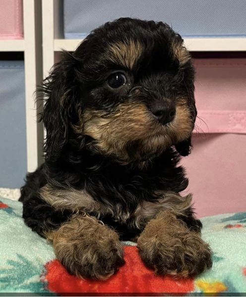 Phantom Cavapoo female Brandy