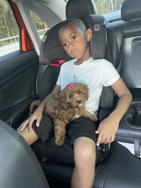 Cavapoo Puppy Rehome