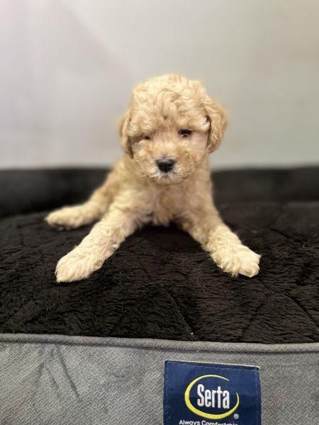 Cute and loving CAVAPOO