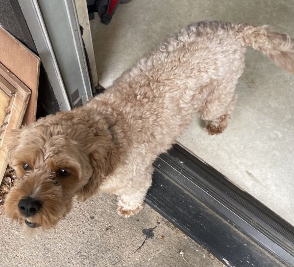 2 yr old un- Netured male cavapoo tan