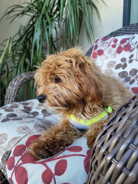 F1 Pure bred cavapoo