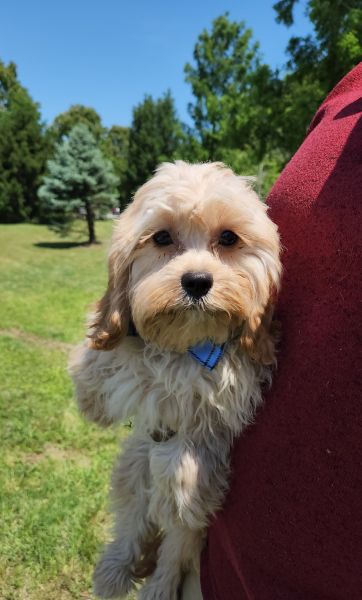 Cavapoo puppy