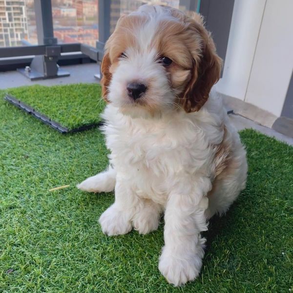 CAVAPOO PUPPIES