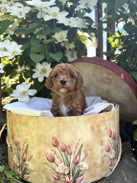 Cavapoo puppy pink girl