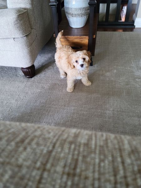 12 week old Cavapoo