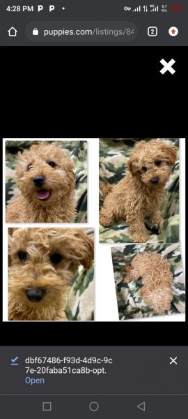 Outstanding cavapoo puppies now