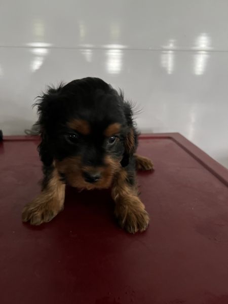 Jackson - twelve week old cavapoo