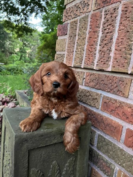 Rusty Cavapoo (Princeton) IL