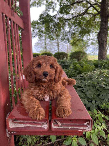 Jack Cavapoo puppy