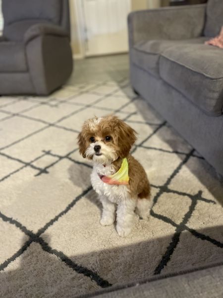 Sweet, lovable CavaPoo puppy