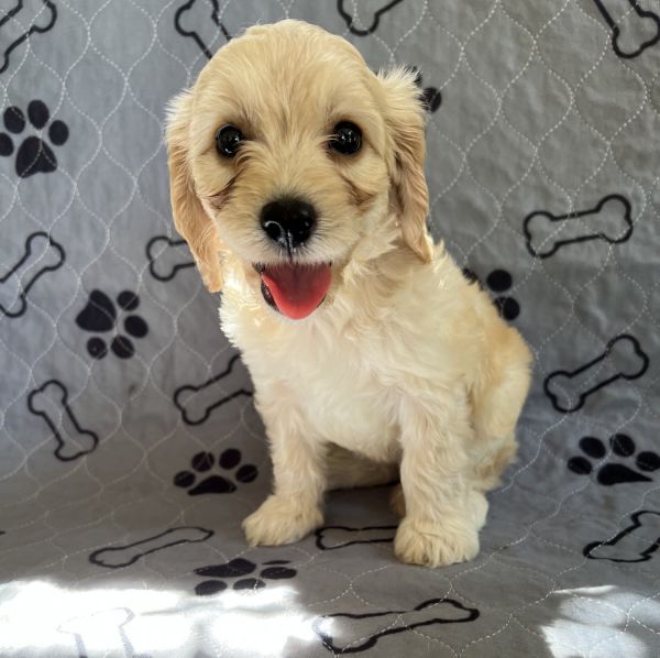Cavapoo puppies
