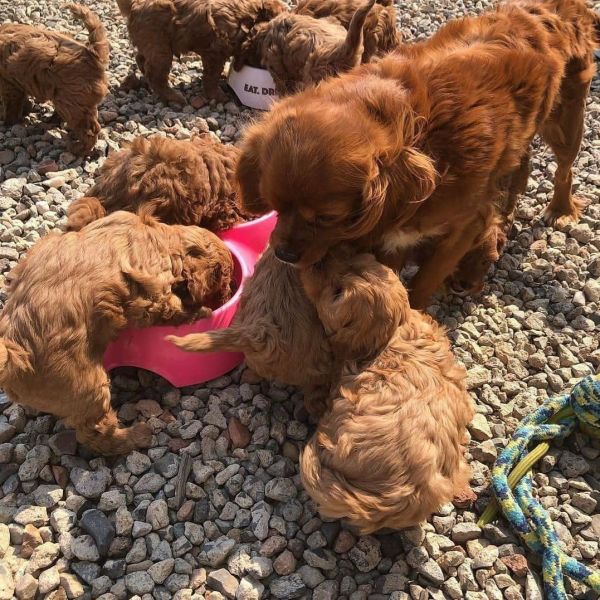 Cavapoo puppies near me