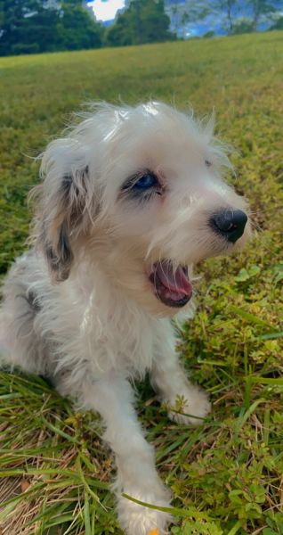 Beautiful Blue Merle cavapoo