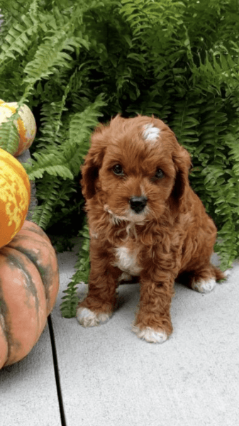 Beautiful Female Cavapoos