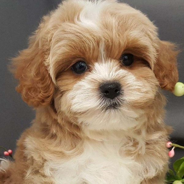 Toy Cavapoo Puppies!