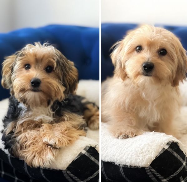 Toy Cavapoo puppies