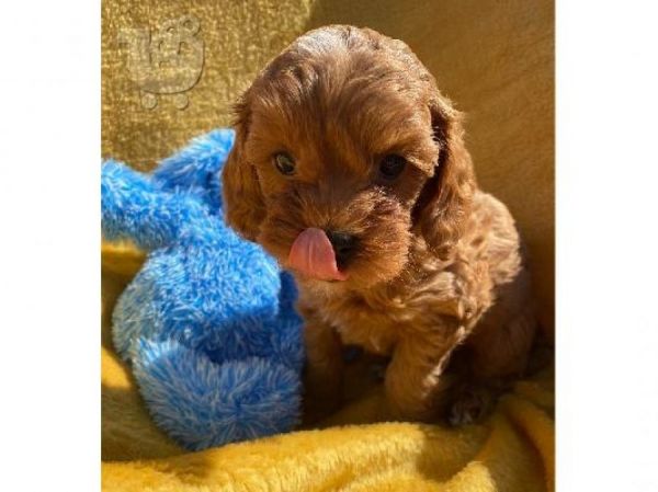 Cavapoo puppies available Text or WhatsApp at.... +1(5***) ***4-36***