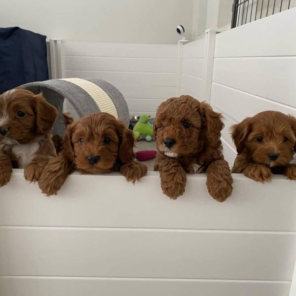 Buy cavapoo puppies near