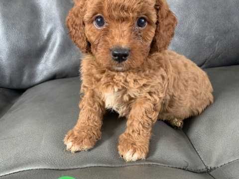 Cavapoo Puppies For Sale