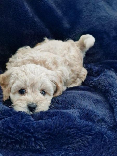 Beautiful Cavapoo puppies for sale f1b