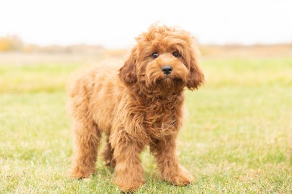Male Cavapoo Puppy in Indiana