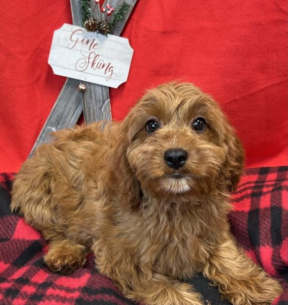 F1 Cavapoo Puppies