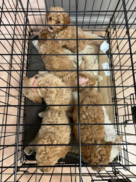 Cavapoodle Available for Xmas rehoming into a good home