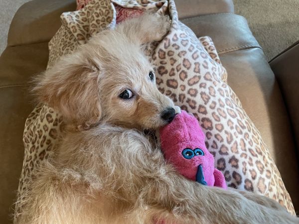 13 week old puppy for adoption