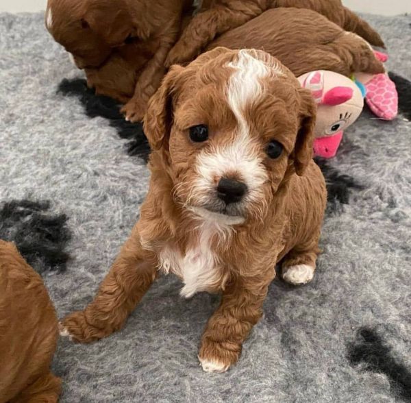 Very healthy Cavapoo pups now