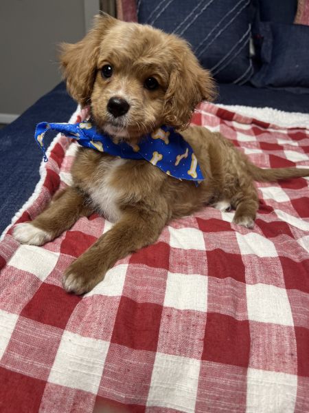 cavapoo male