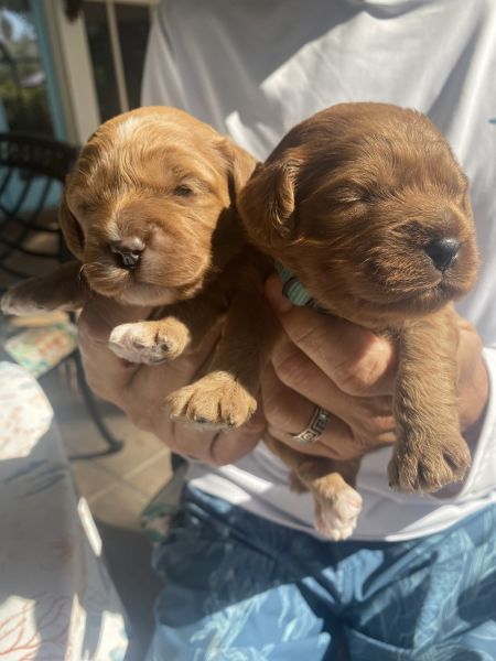 Cavapoo Puppies