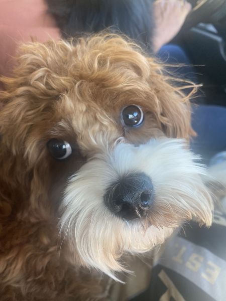 Need to sell. Moving and can’t take with me