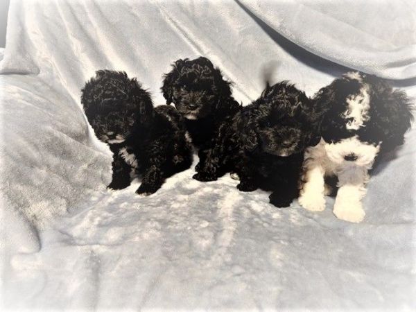 Cavapoos Available