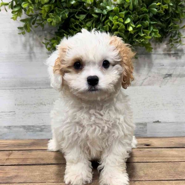Cavapoo Puppies