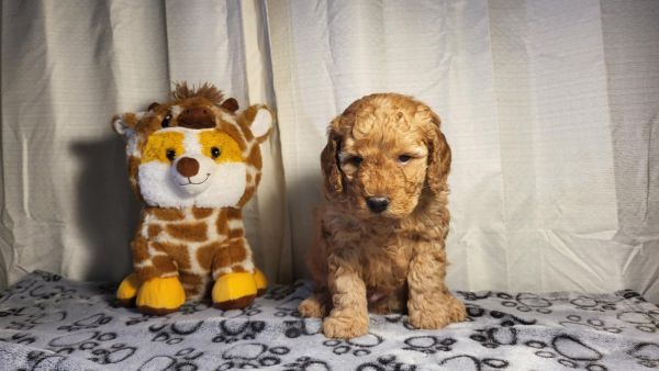Cavapoo Puppies