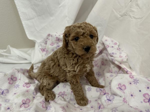 Cavapoo Puppy